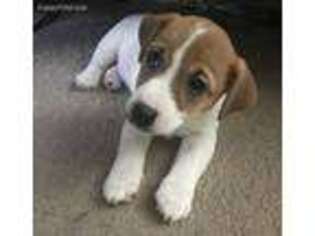 Jack Russell Terrier Puppy for sale in Hallandale, FL, USA