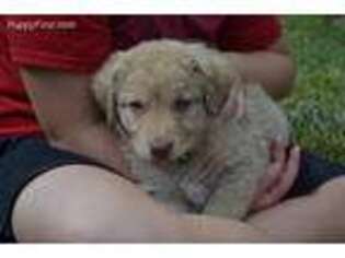 Chesapeake Bay Retriever Puppy for sale in Palisade, NE, USA