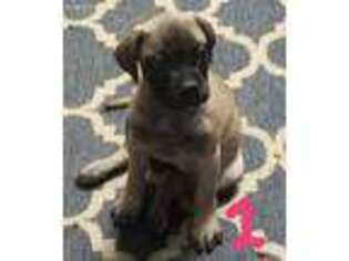 Bullmastiff Puppy for sale in Vincent, OH, USA