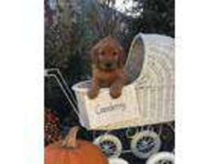 Golden Retriever Puppy for sale in Owen, WI, USA