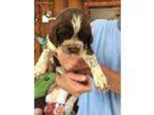 English Springer Spaniel Puppy for sale in Haleyville, AL, USA