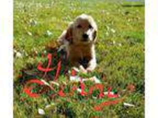 Golden Retriever Puppy for sale in Cheyenne, WY, USA