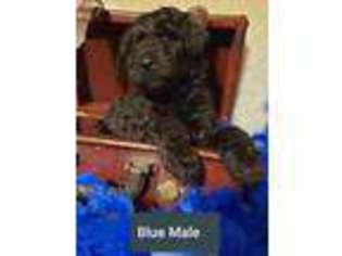 Labradoodle Puppy for sale in Ogden, IA, USA