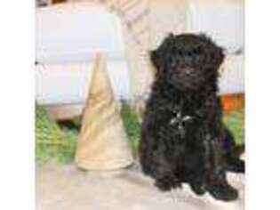 Portuguese Water Dog Puppy for sale in Reinholds, PA, USA