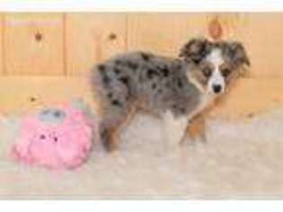 Miniature Australian Shepherd Puppy for sale in Darby, MT, USA