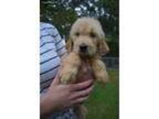 Goldendoodle Puppy for sale in Summit, MS, USA