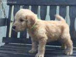 Goldendoodle Puppy for sale in Oakwood, IL, USA