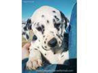 Dalmatian Puppy for sale in Lovell, WY, USA