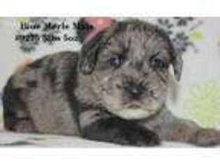 Mutt Puppy for sale in Johnstown, OH, USA