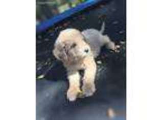 Labradoodle Puppy for sale in Saint Johns, AZ, USA