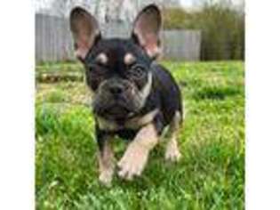 French Bulldog Puppy for sale in Advance, NC, USA