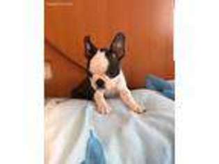 Boston Terrier Puppy for sale in Culver City, CA, USA