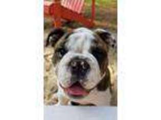 Bulldog Puppy for sale in Granbury, TX, USA