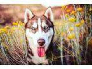 Siberian Husky Puppy for sale in Twin Falls, ID, USA