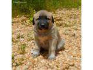 Anatolian Shepherd Puppy for sale in Yellville, AR, USA