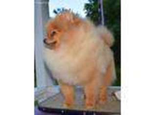 Pomeranian Puppy for sale in Belleville, MI, USA