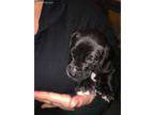 Great Dane Puppy for sale in Baltimore, MD, USA
