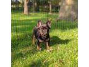 French Bulldog Puppy for sale in Austin, MN, USA