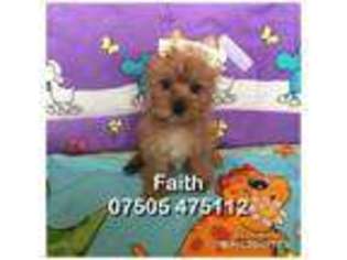 Yorkshire Terrier Puppy for sale in Nottingham, , United Kingdom
