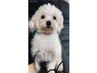 Mutt Puppy for sale in North Andover, MA, USA