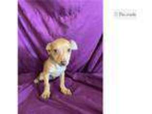 Chihuahua Puppy for sale in Edinburg, TX, USA