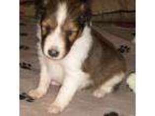 Shetland Sheepdog Puppy for sale in Berkeley Springs, WV, USA