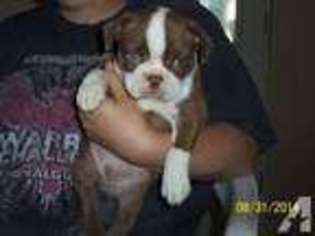 Boston Terrier Puppy for sale in KANE, IL, USA