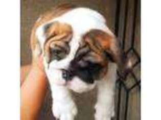 Bulldog Puppy for sale in Belmont, WI, USA