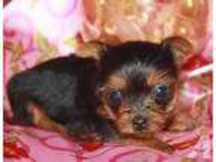 Yorkshire Terrier Puppy for sale in AURORA, MO, USA