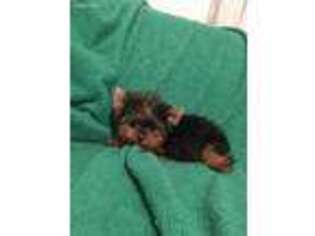 Yorkshire Terrier Puppy for sale in Deerfield Beach, FL, USA