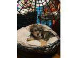 Yorkshire Terrier Puppy for sale in Floral Park, NY, USA