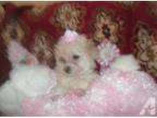 Mutt Puppy for sale in BARTOW, FL, USA
