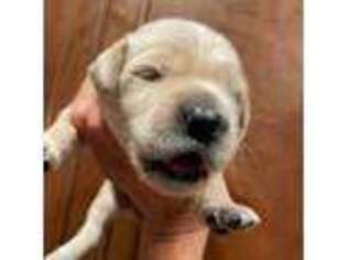 Golden Retriever Puppy for sale in Redding, CA, USA