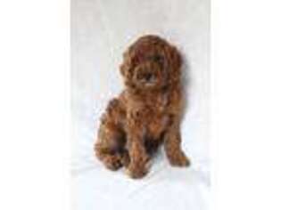 Goldendoodle Puppy for sale in Plains, MT, USA
