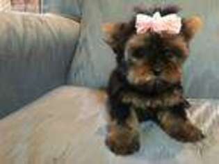 Yorkshire Terrier Puppy for sale in Pineville, LA, USA