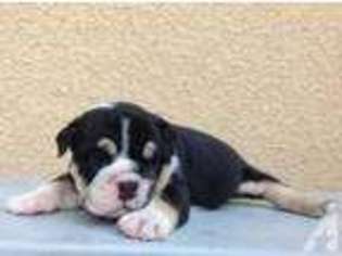 Bulldog Puppy for sale in SAN JOSE, CA, USA