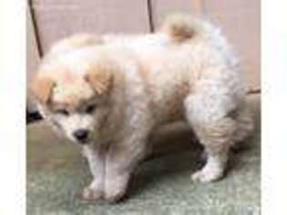 Chow Chow Puppy for sale in Talking Rock, GA, USA