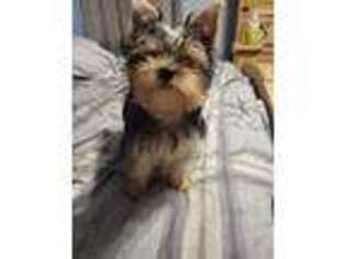 Yorkshire Terrier Puppy for sale in Smithville, TX, USA