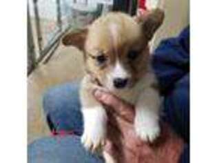 Pembroke Welsh Corgi Puppy for sale in Independence, KS, USA