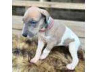 Great Dane Puppy for sale in Warrensburg, MO, USA