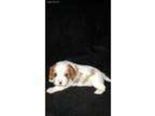 Cavalier King Charles Spaniel Puppy for sale in Lexington, NC, USA