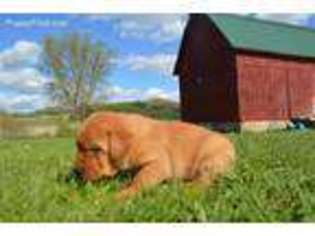 Labrador Retriever Puppy for sale in Hillsboro, WI, USA