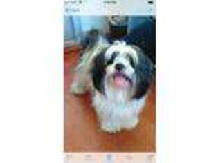 Lhasa Apso Puppy for sale in Bellingham, WA, USA