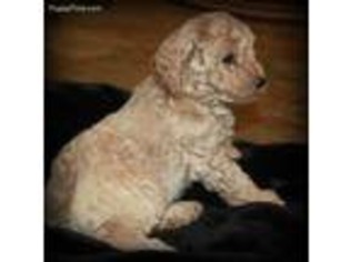 Goldendoodle Puppy for sale in Hanover, PA, USA