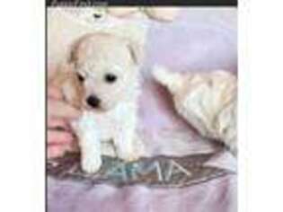 Bolognese Puppy for sale in Unknown, , USA