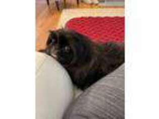 Pekingese Puppy for sale in King George, VA, USA