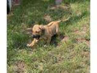 Rhodesian Ridgeback Puppy for sale in Divide, CO, USA