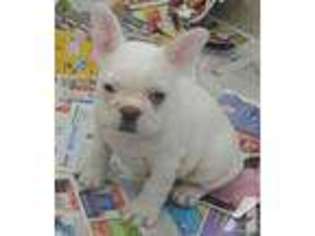 French Bulldog Puppy for sale in MALVERN, OH, USA