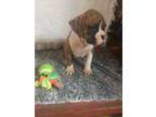 Boxer Puppy for sale in New London, MN, USA