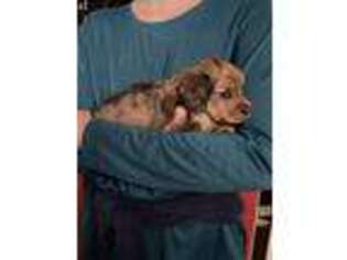 Dachshund Puppy for sale in Dresden, TN, USA